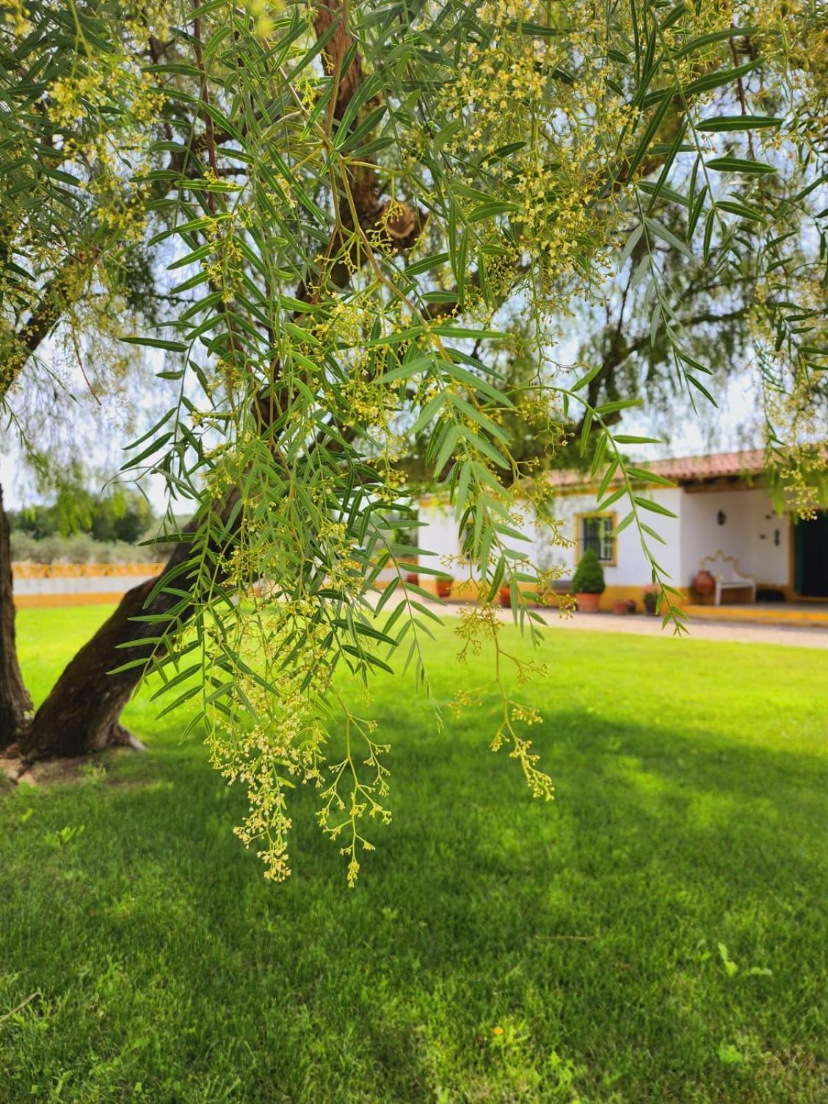Montinho Do Palanque Villa Viana do Alentejo Exterior photo